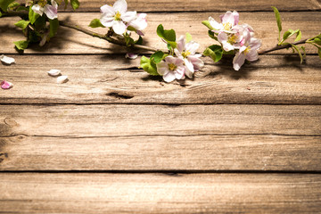  Apple blossoms on wooden surface. Spring background
