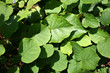 organic lifestyle kiwi background kulisse botanik kletterpflanze kiwipflanze bio