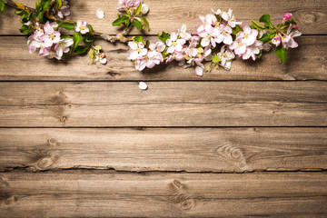  Apple blossoms on wooden surface. Spring background