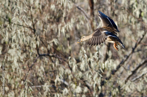 Female Mallard Duck Coming in for a Landing in the Marsh