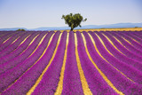 Fototapeta Lawenda - Lavender and lonely tree uphill. Provence, France