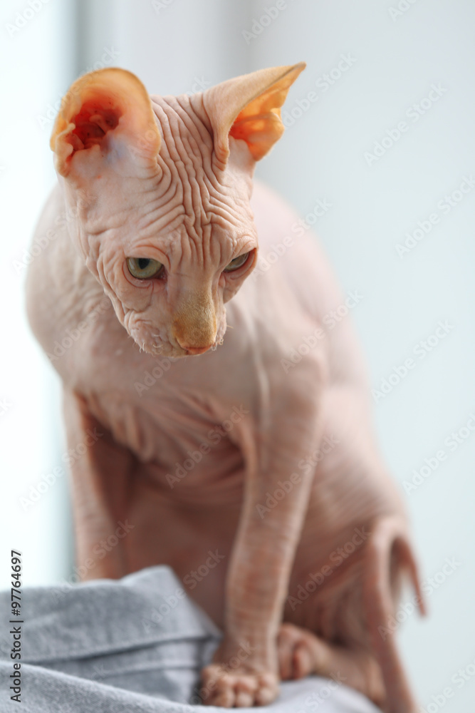 Cat sphynx sitting on young man shoulders