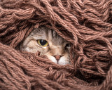 Fototapeta Koty - funny cat is preparing for the cold autumn and winter, wrapped up and hide in the pile thread woolen yarn at home