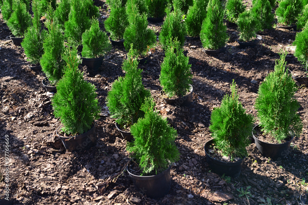 Hedge of thuja trees, close up