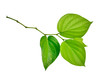Green betel leaf isolated on white background