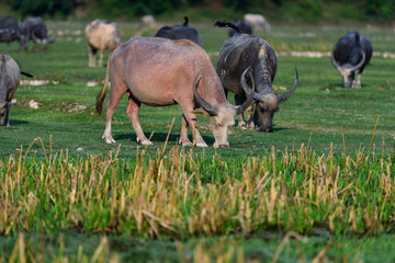 Thai buffalo is grazing in a field