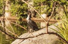 Double-crested Cormorant, Phalacrocorax Auritus, Is A Black Fishing Bird Found In North America