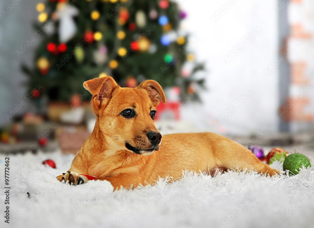 Small cute funny dog playing with Santa hat on Christmas tree background