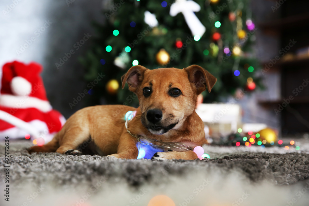 Small cute funny dog with garland on Christmas background