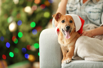 Sticker - Female person holding small cute funny dog at chair on Christmas tree background