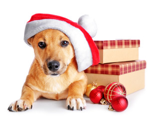 Small cute funny dog in Santa hat with boxes and Christmas toys, isolated on white