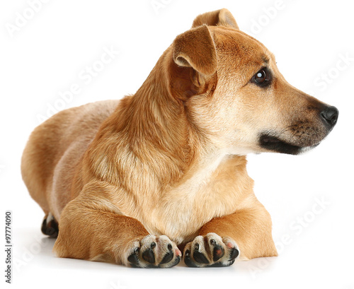 christmas toys for small dogs