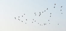 Flock Of Flying Geese In Summer