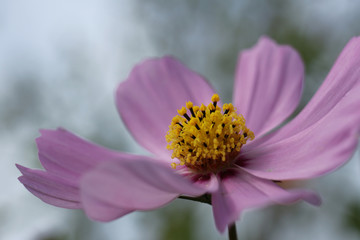 Wall Mural - purple cosmos flower and the sky