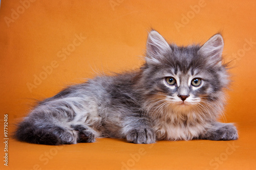 Fluffy Gray Siberian Kitten On Orange Background Buy This Stock