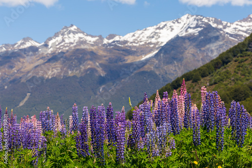 Naklejka dekoracyjna Lupin field along the river