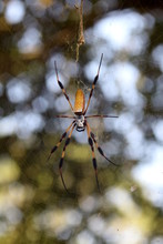 Golden Silk Orb Weaver Spider, Also Called Banana Spider, In Its Web (Nephila)