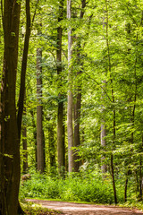  Küstenwald im sommer