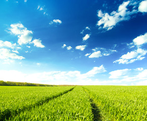 Wall Mural - green field under blue sky with white clouds