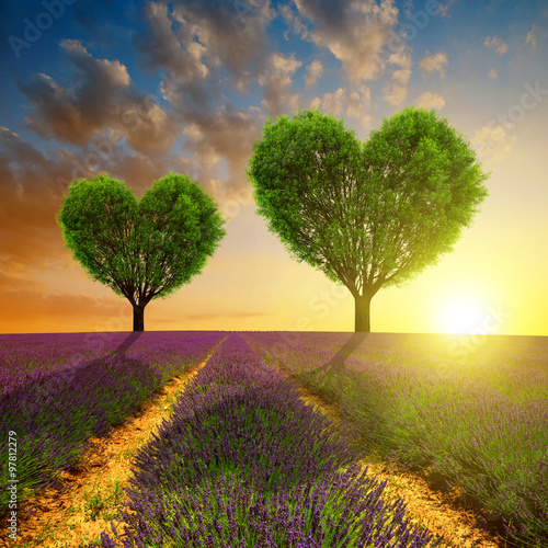 Tapeta ścienna na wymiar Lavender fields with trees in the shape of heart at sunset. Valentines day.