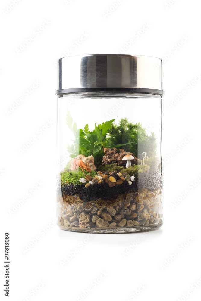 Terrarium Pflanze Mini Garten In Der Flasche Foto Poster