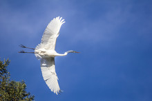 White Egret Flying Across A Clear Blue Sky; Big Bird, Crane, Wader