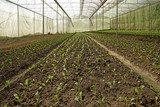 Fototapeta  - organic lettuce pakchoi in cultivated greenhouse