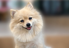 Pomeranian Dog/Portrait Of White Pomeranian Dog.