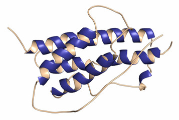 Sticker - Human growth hormone (hGH, Somatotropin) molecule