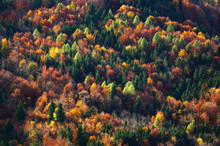 Aerial View Of Autumn Trees In A Forest, Salzburg, Austria