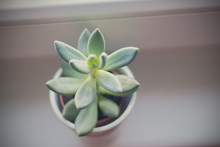 Elevated View Of Succulent Plant On Window Sill