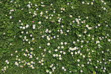 Daisies In Clover, Floral Background