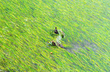 algae（藻）