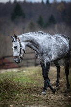 Lonely Gray Horse