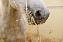 White Horse Eating Hay Inside A Pen