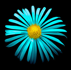 Wall Mural - Surreal bright chrome cyan chrysanthemum flower macro isolated on black