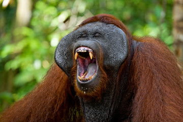 Poster - Dominant male orangutan yawns. Indonesia. The island of Kalimantan (Borneo). An excellent illustration.