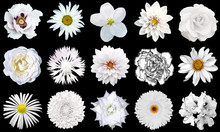Mix Collage Of Natural Tender White Flowers 15 In 1: Peony, Dahlia, Roses, Flax Flower, Pelargonium, Gerbera, Chrysanthemum, Cornflower And Daisy Flower Isolated On Black