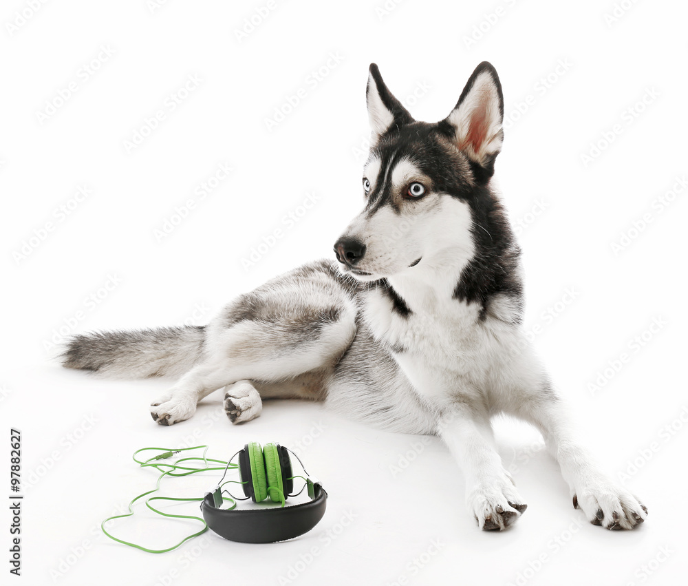 Siberian Husky lying with headphones, isolated on white