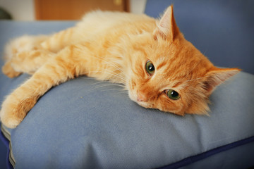 Sticker - Cute red cat laying on grey sofa's pillow, close up