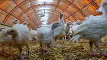 Many Cubs Of Turkeys Birds In The Hangar Of A Large Farm, Video Clip