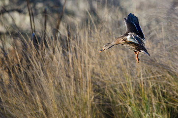 Sticker - Female Mallard Duck Coming in for a Landing in the Marsh