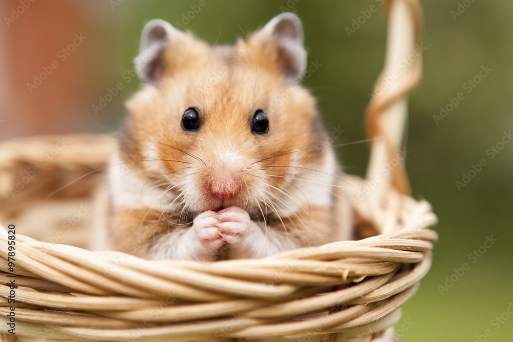 Little hamster in a basket