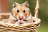 Fototapeta  - Little hamster in a basket