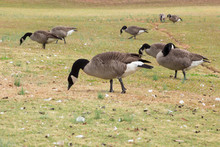 Canadian Geese Eating (Branta Canadensis)