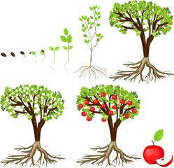 life cycle of apple tree