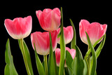 Fototapeta Tulipany - Pink Tulips
