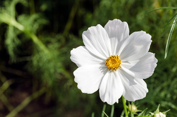Wall Mural - white flowers cosmos