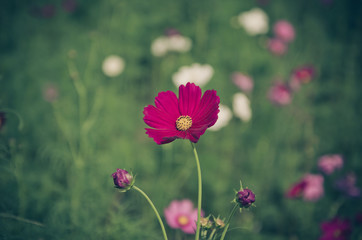 Wall Mural - vintage purple flowers cosmos