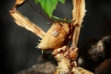 Stick Insect Head
